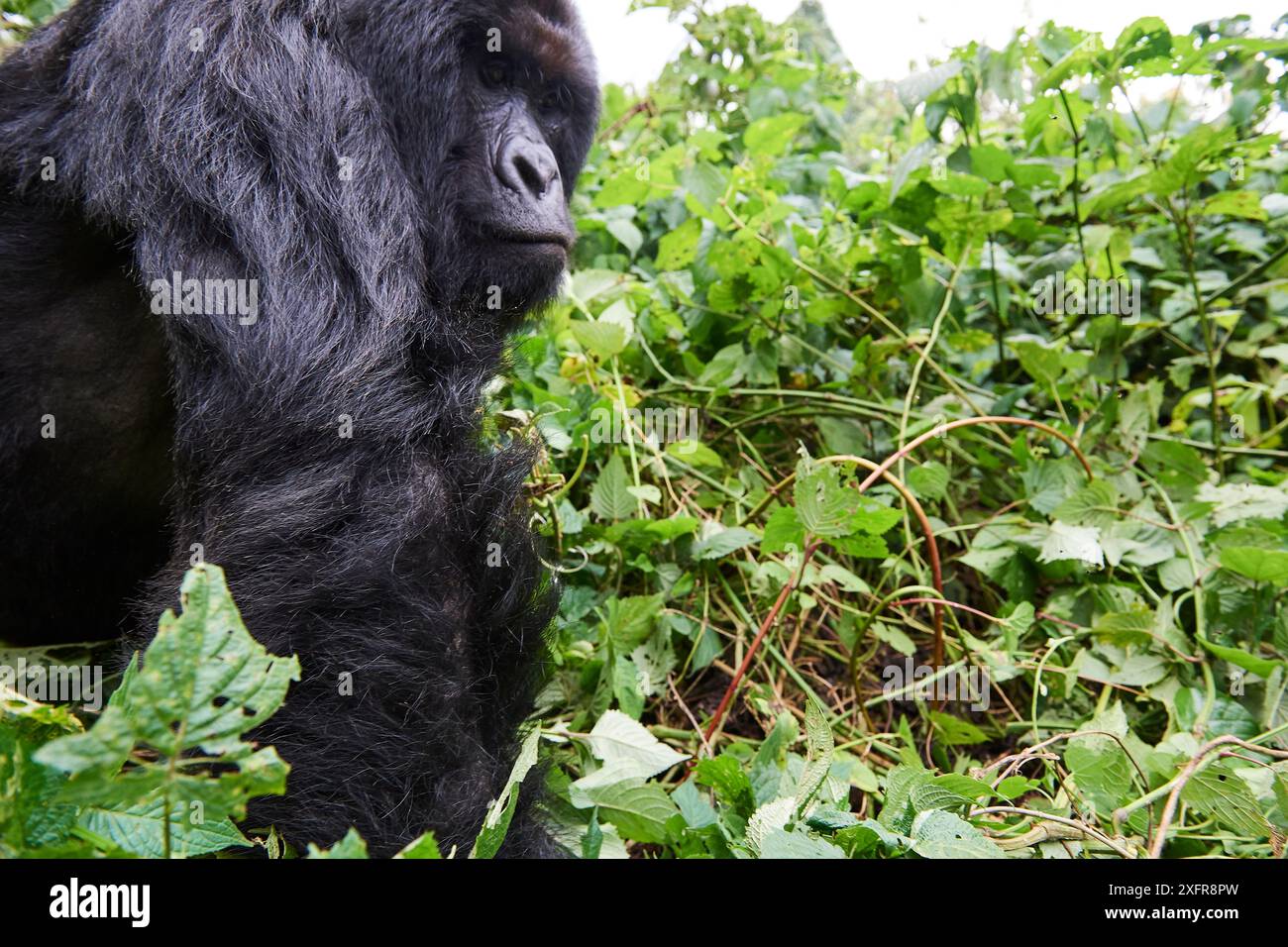 Gorille des montagnes (Gorilla beringei beringei) mâle dos argenté, membre du groupe Humba, Parc national des Virunga, Nord-Kivu, République démocratique du Congo, Afrique, en danger critique. Banque D'Images