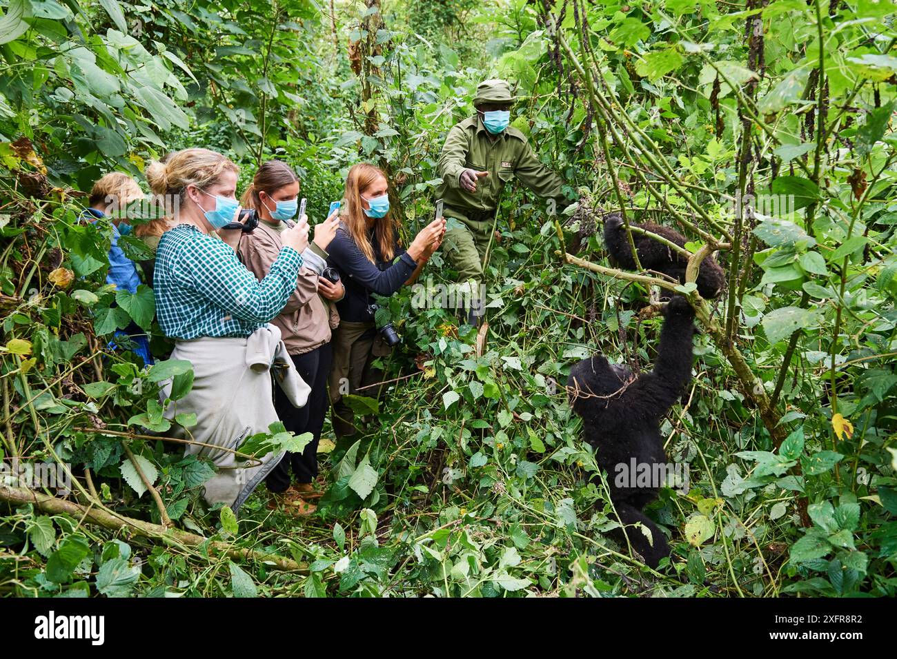 Gorilles de montagne (Gorilla beringei beringei) juvéniles jouant surveillés par un groupe de touristes portant des masques pour éviter tout transfert de maladie, Parc national des Virunga, Nord-Kivu, République démocratique du Congo, Afrique, en danger critique d'extinction, décembre 2017. Banque D'Images Gorilles de montagne (Gorilla beringei beringei) juvéniles jouant surveillés par un groupe de touristes portant des masques pour éviter tout transfert de maladie, Parc national des Virunga, Nord-Kivu, République démocratique du Congo, Afrique, en danger critique d'extinction, décembre 2017. Banque D'Images