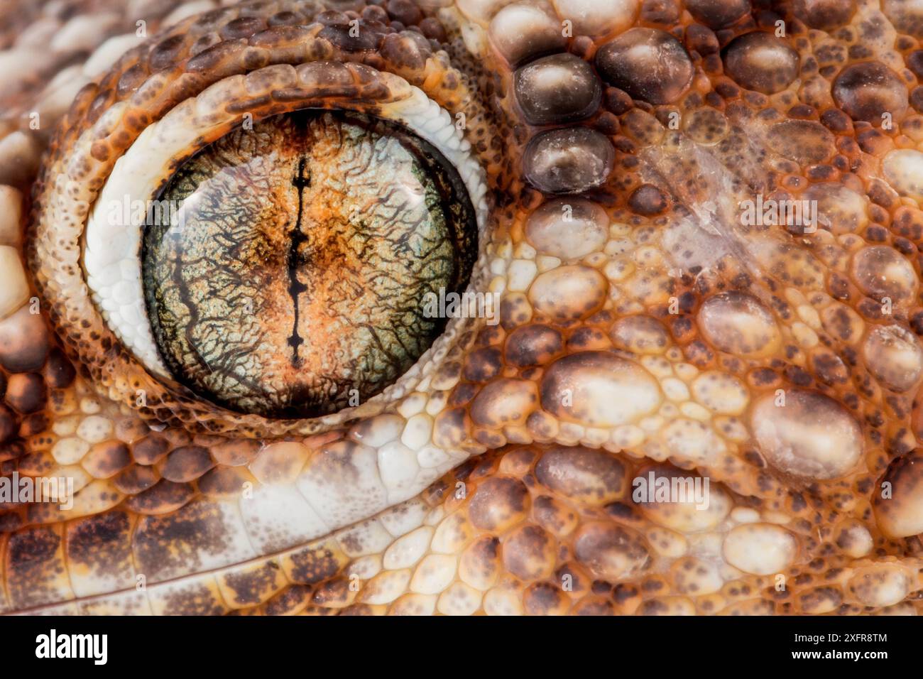 Gecko géant (Chondrodactylus angulifer), gros plan, Swakopmund, Erongo, Namibie. Banque D'Images