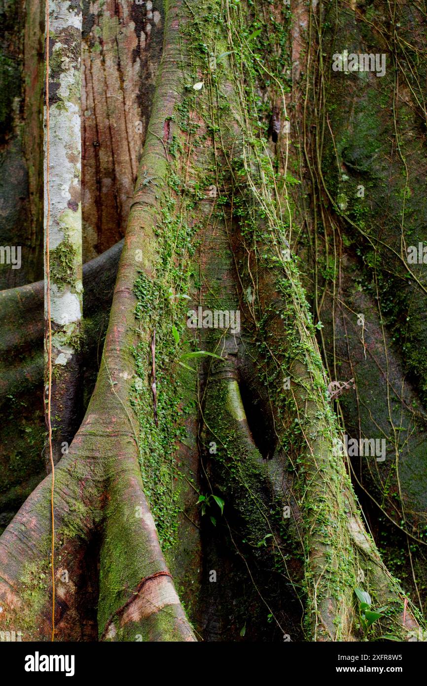 Ceiba / Kapok tree (Ceiba pentandra) racines de contrefort, Parc national de Yasuni, Orellana, Équateur. Banque D'Images