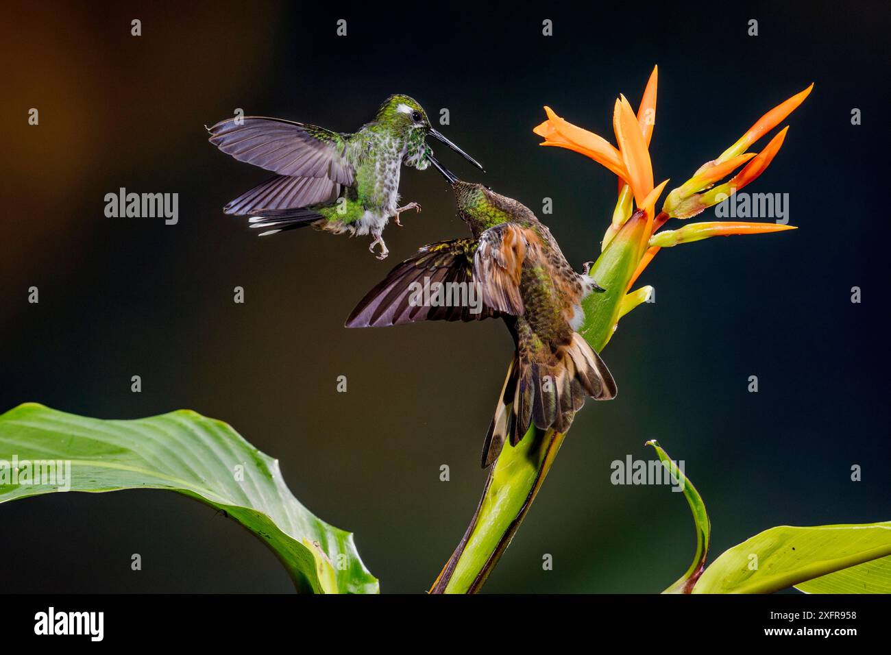 Cornet à queue buff (Boissonneaua flavescens) et queue de raquette à queue rufous femelle (Ocreatus underwoodii addae) combattant en vol, Mashpi, Pichincha, Équateur. Banque D'Images