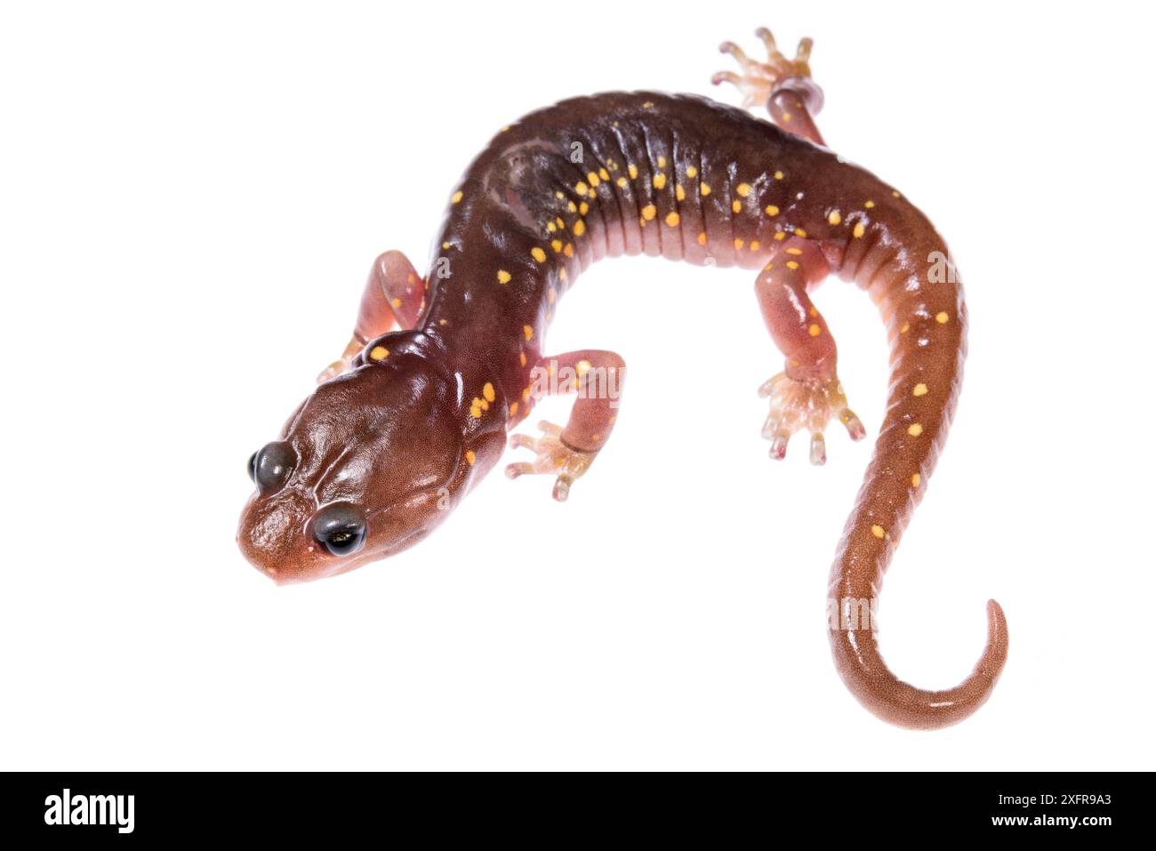 Salamandre arboricole (Aneides lugubris) sur fond blanc, Californie, États-Unis. Banque D'Images