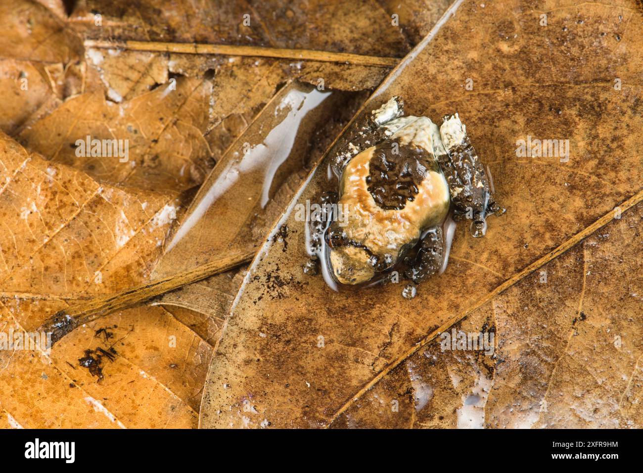Grenouille à bouse oiseau / Hill Garden grenouille aux yeux de bug (Theloderma asperum), captive. Se produit en Asie du Sud-est. Banque D'Images