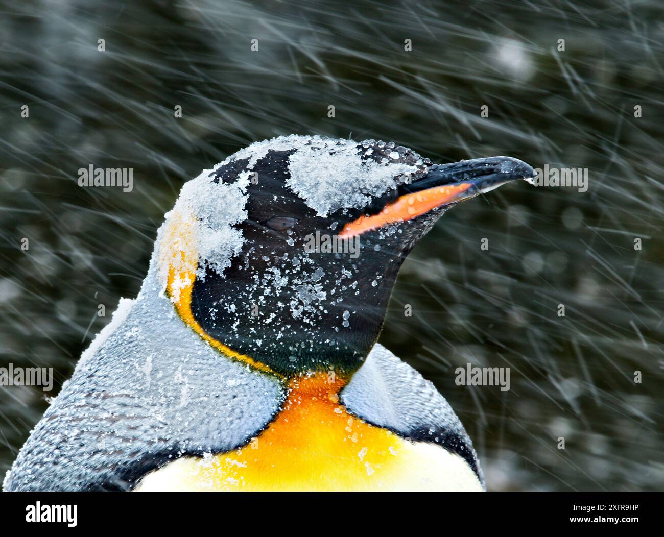 Manchot royal (Aptenodytes patagonicus) dans la tempête de neige de Salisbury Plain, Géorgie du Sud Banque D'Images
