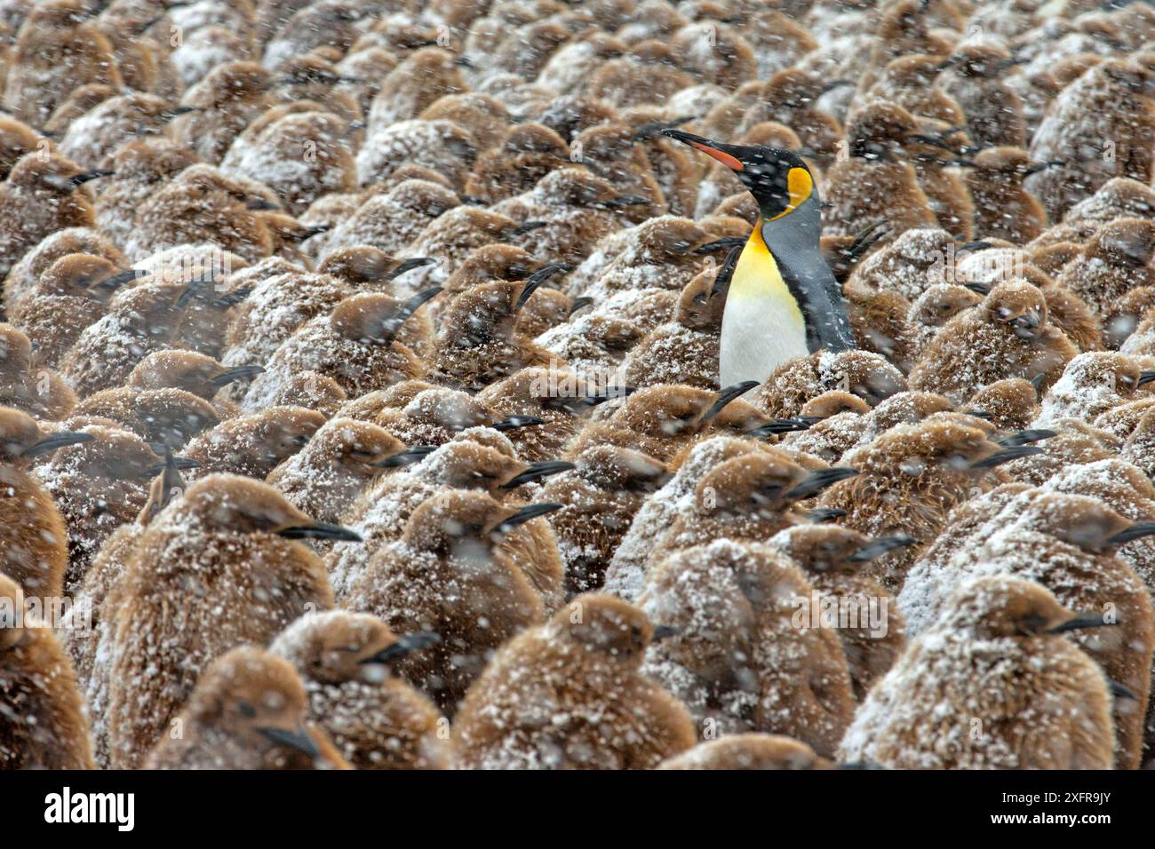 Colonie de jeunes poussins du manchot royal (Aptenodytes patagonicus) dans la tempête de neige Gold Harbour, Géorgie du Sud Banque D'Images