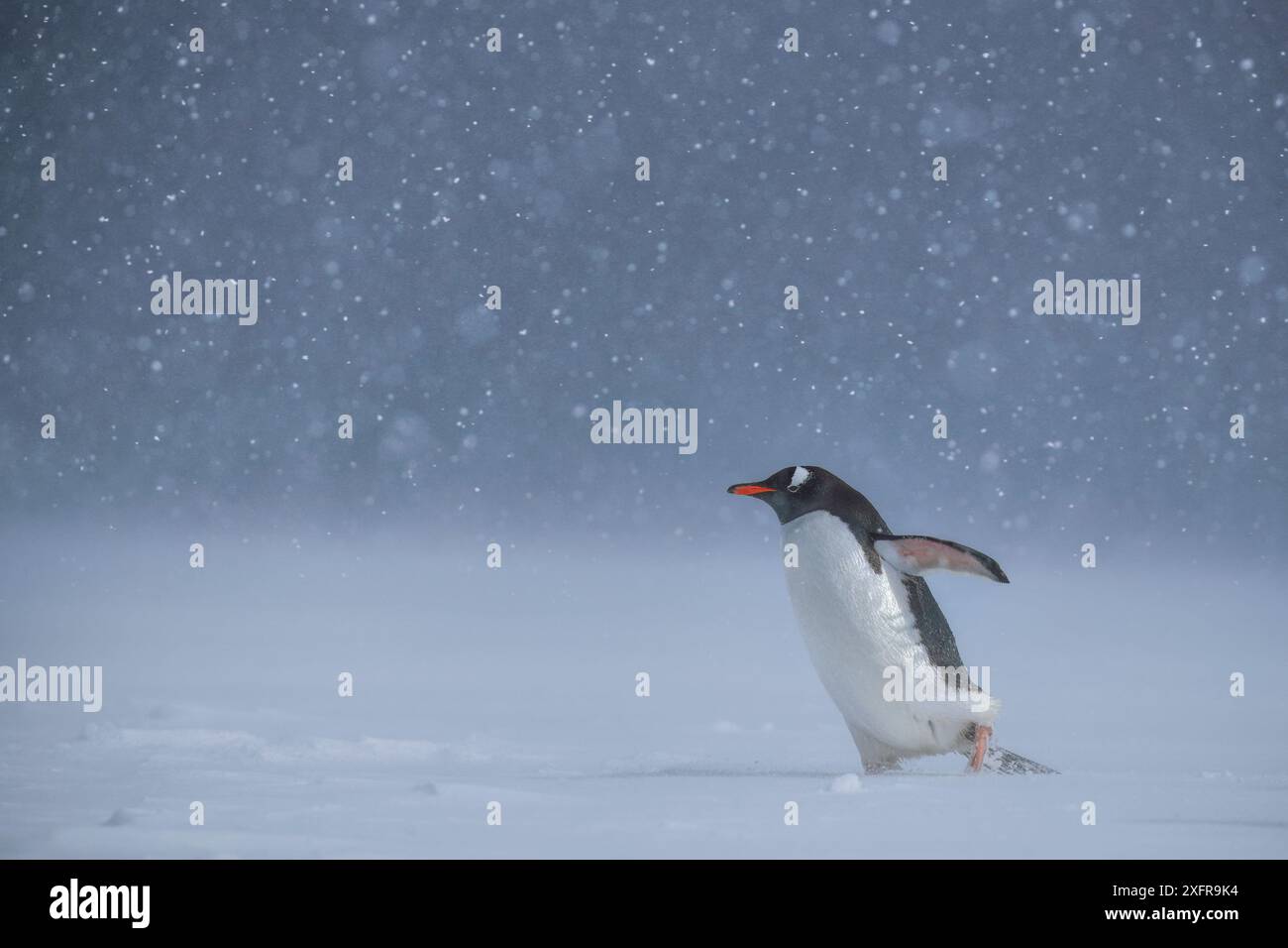 Gentoo pingouin (Pygoscelis papua) dans la tempête, l'Antarctique Banque D'Images