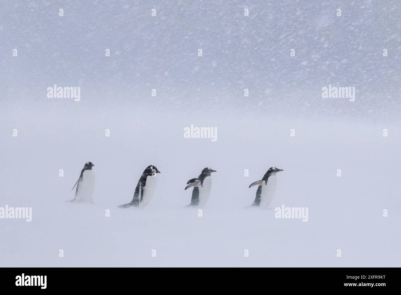 Gentoo pingouin (Pygoscelis papua) dans la tempête, l'Antarctique Banque D'Images