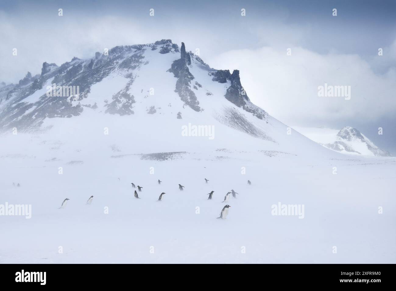 Manchots Gentoo (Pygoscelis papua) dans la tempête de neige, Antarctique Banque D'Images