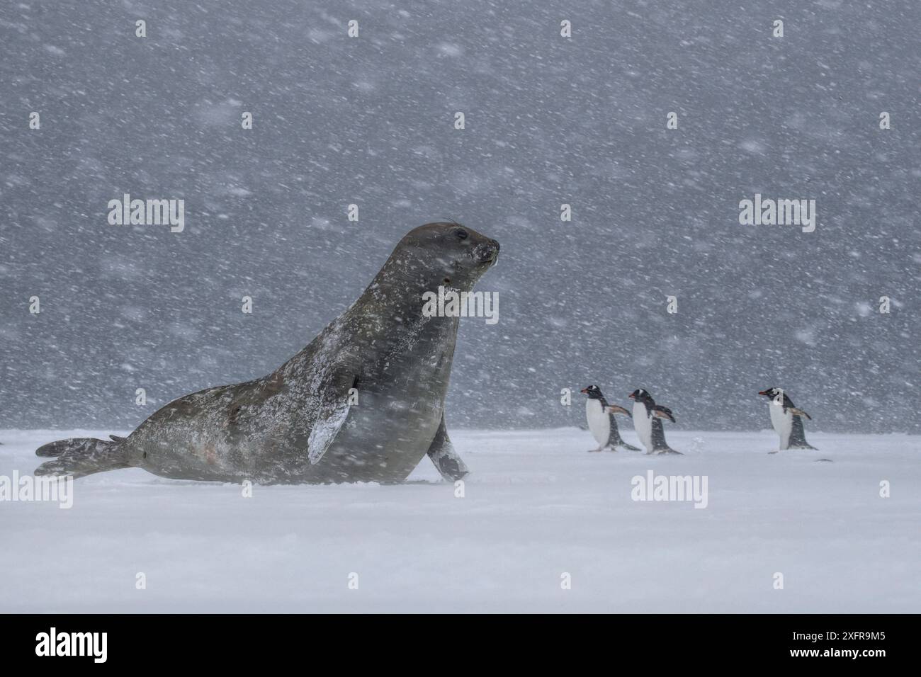 Éléphant de mer du Sud (Mirounga leonina) avec manchots Gentoo (Pygoscelis papua) dans la tempête de neige, Yankee Harbour, Antarctique Banque D'Images