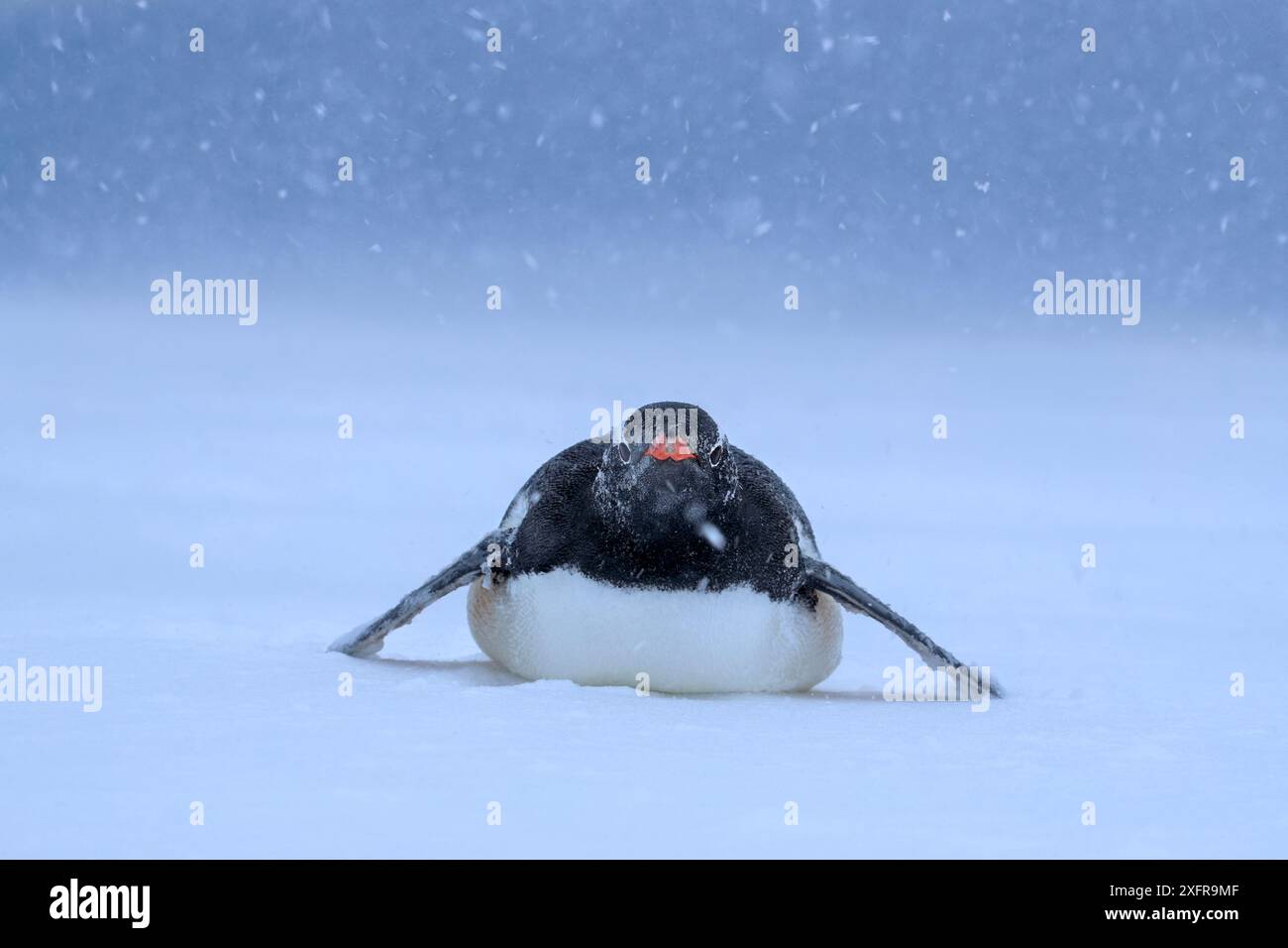 Manchot Gentoo (Pygoscelis papua) tobogganing dans la tempête de neige, Antarctique Banque D'Images
