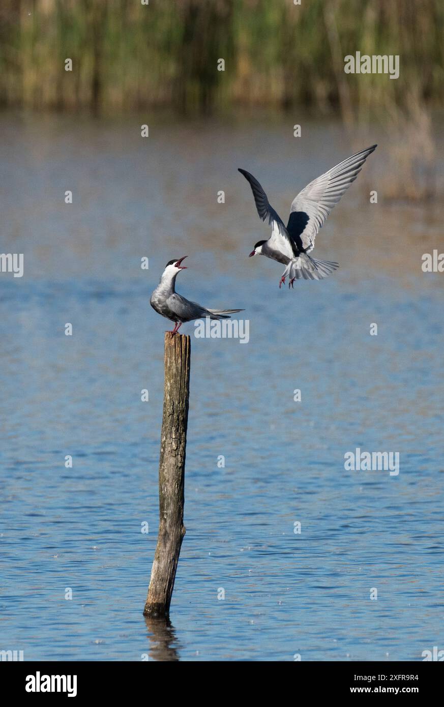 Deux sternes fouettées (Chlidonias hybridus) disputant une perche au sommet d'un poteau dans un lac. Réserve naturelle du Cherine, la Brenne, France. Banque D'Images Deux sternes fouettées (Chlidonias hybridus) disputant une perche au sommet d'un poteau dans un lac. Réserve naturelle du Cherine, la Brenne, France. Banque D'Images