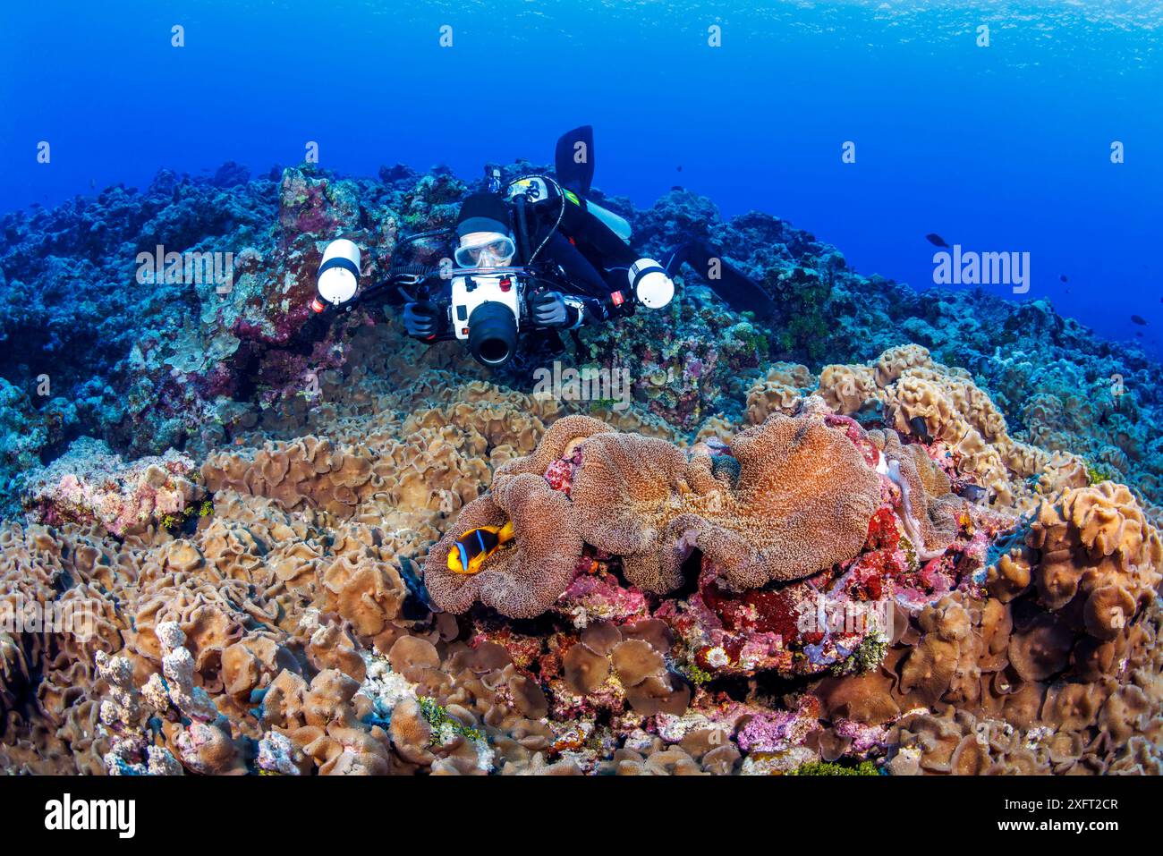 Anémonefish de Clark, Amphiprion clarkii, et plongeur avec un système de logement de caméra Ikelite (MR), Guam, Micronésie., Îles Mariannes, mer des Philippines. S Banque D'Images