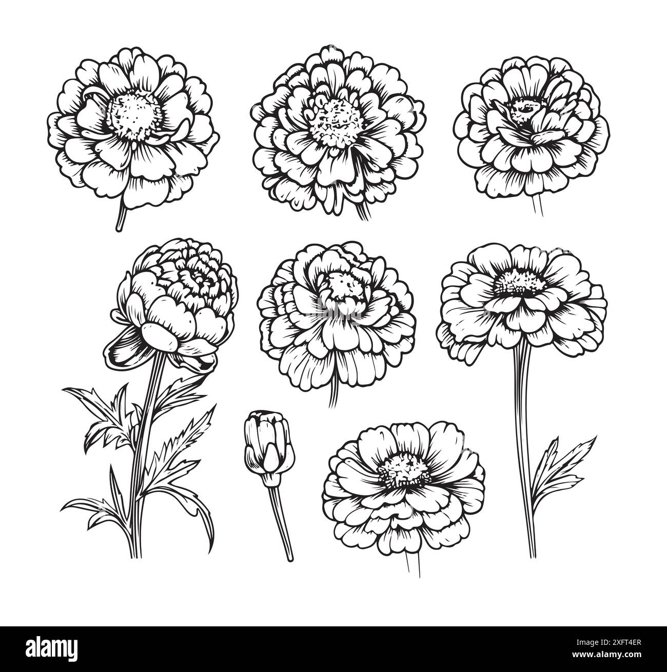 Croquis de Marigold. Dessin de plantes apothicaires. Remèdes à base de plantes, plante médicinale, illustration vectorielle dessinée à la main de médecine naturelle. Illustration de Vecteur