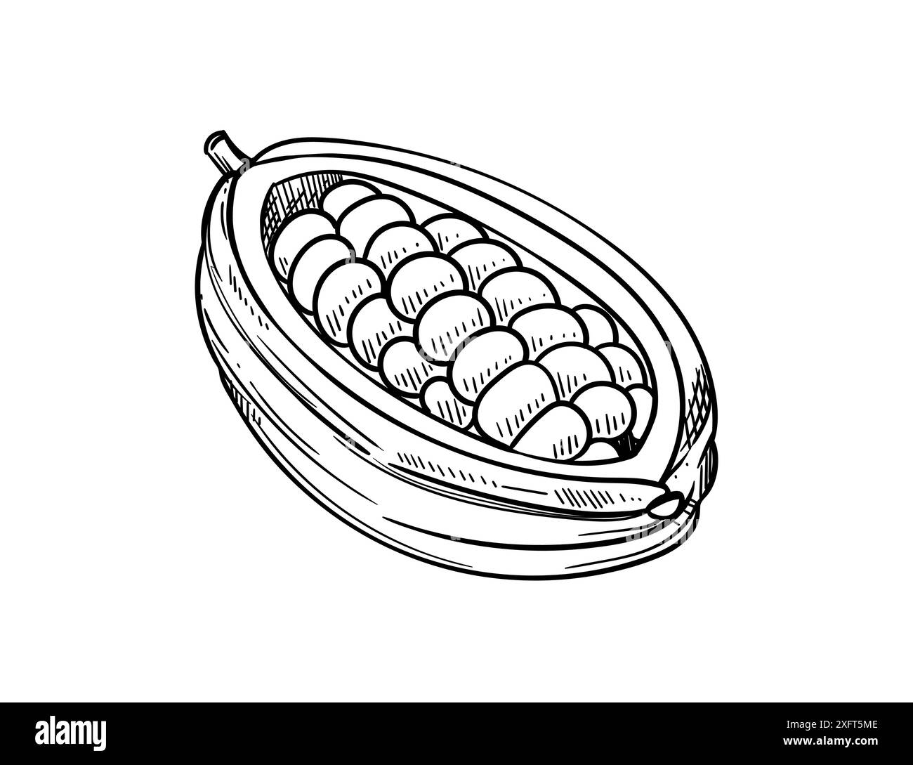 Croquis dessiné à la main de graines de cacao. Ingrédient de cuisson pour illustration vectorielle de chocolat. Illustration de Vecteur