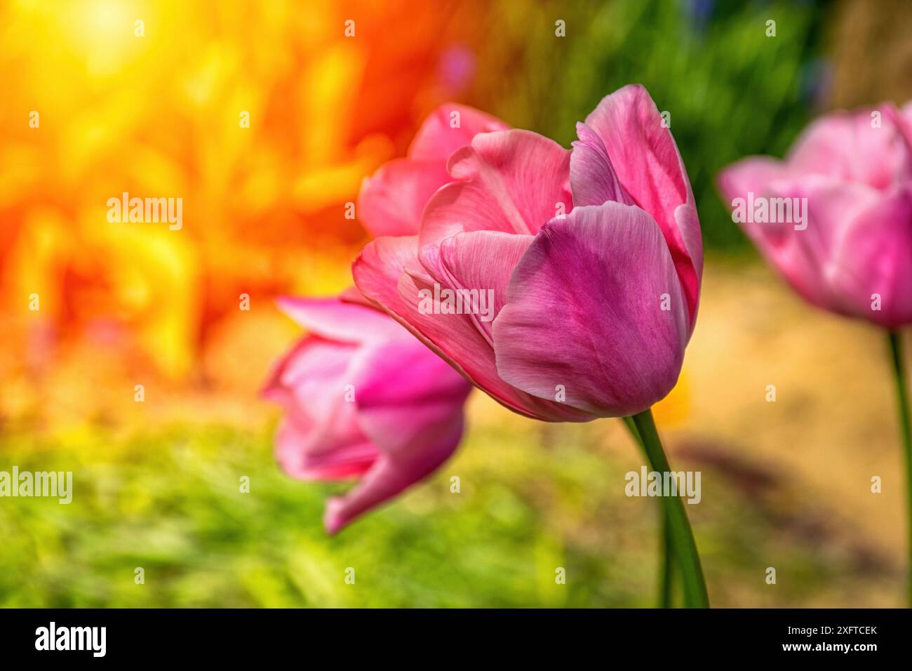 Fleurs de tulipes roses étonnantes fleurissant dans un champ de tulipes, fleurs de tulipes floues dans la lumière du coucher du soleil. Banque D'Images