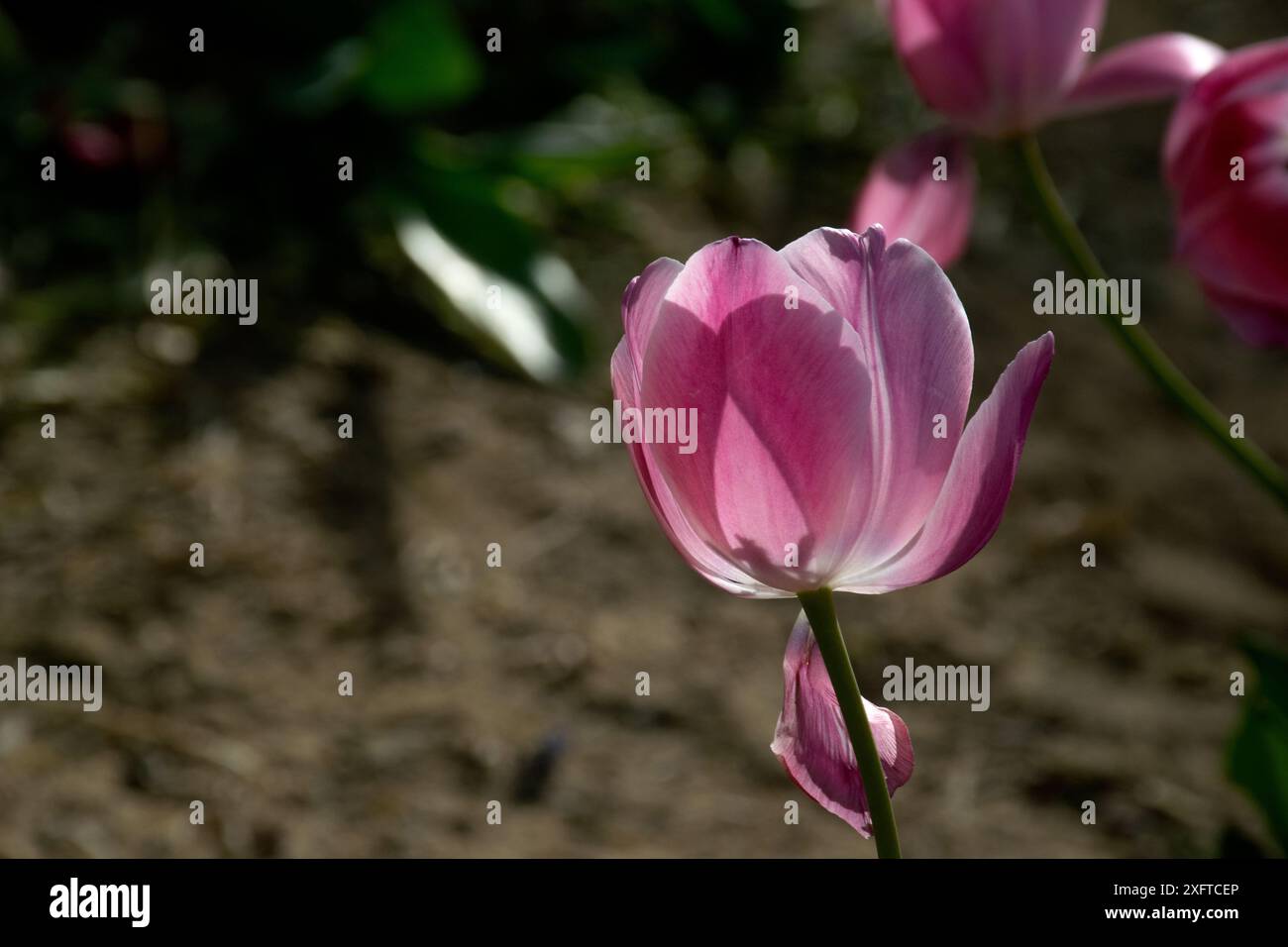Fleurs de tulipes roses étonnantes fleurissant dans un champ de tulipes, fleurs de tulipes floues dans la lumière du coucher du soleil. Banque D'Images