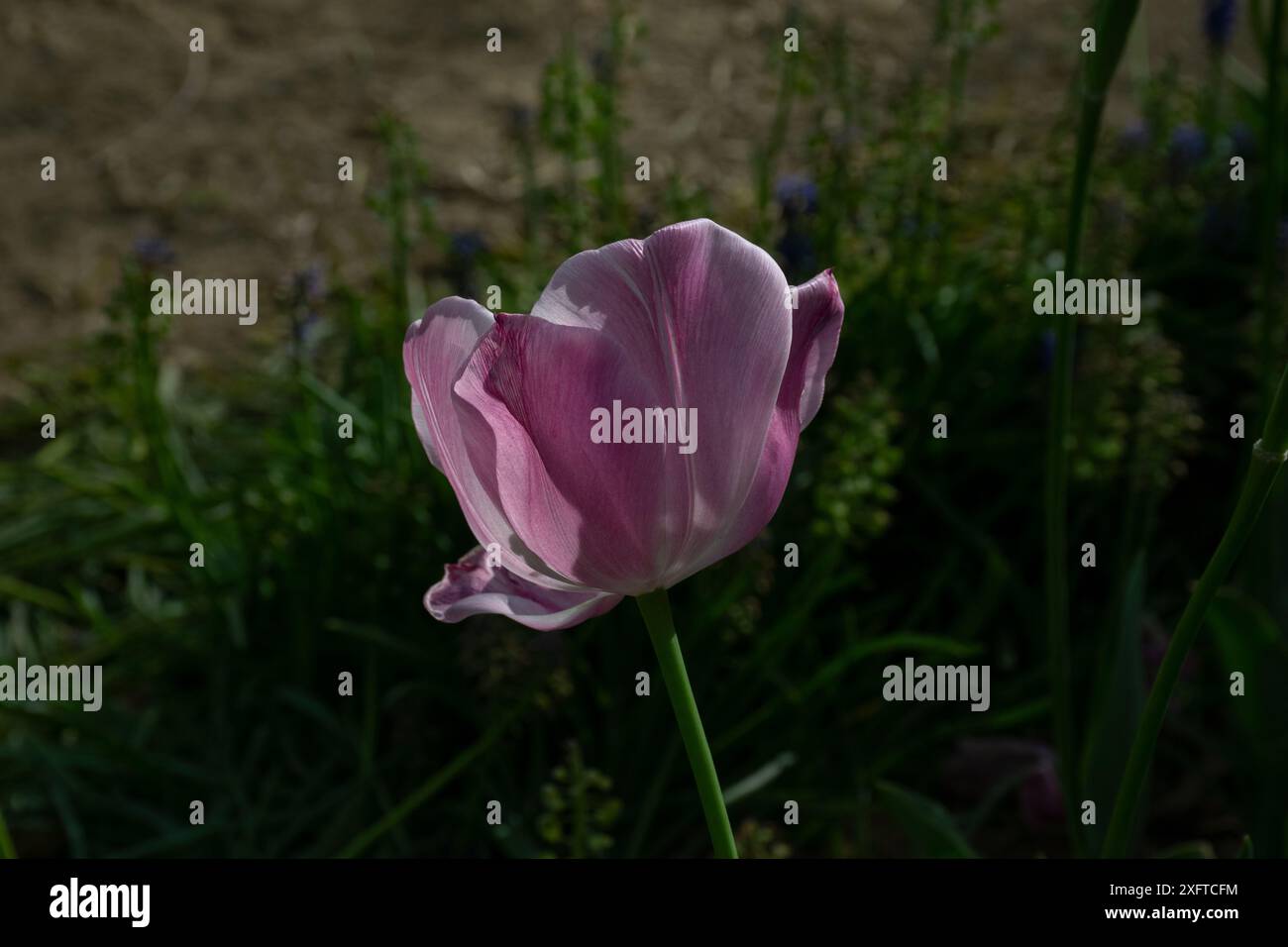 Fleurs de tulipes roses étonnantes fleurissant dans un champ de tulipes, fleurs de tulipes floues dans la lumière du coucher du soleil. Banque D'Images