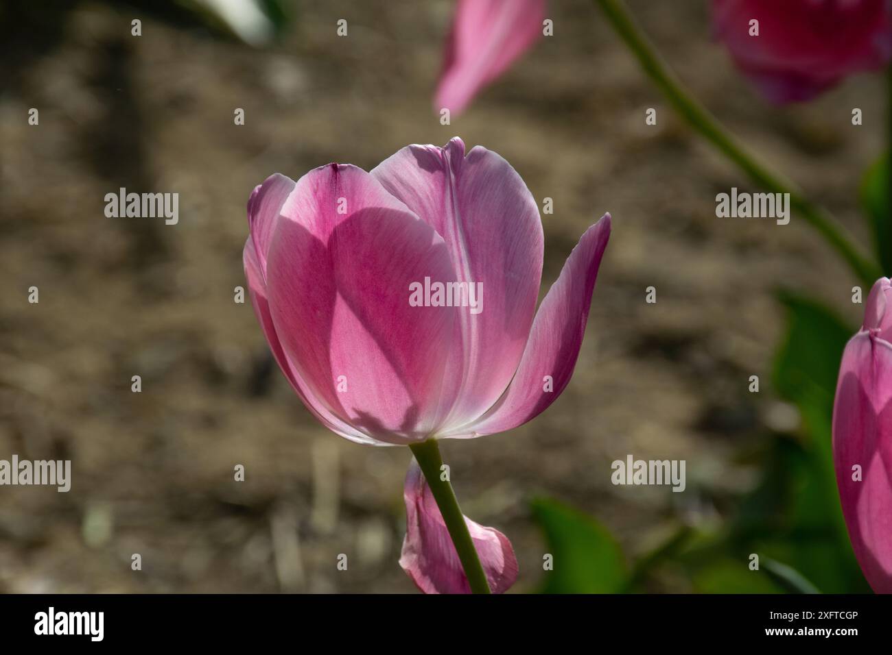 Fleurs de tulipes roses étonnantes fleurissant dans un champ de tulipes, fleurs de tulipes floues dans la lumière du coucher du soleil. Banque D'Images