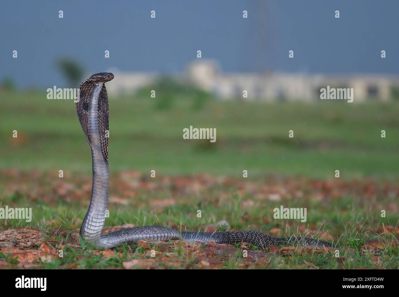 Cobra indien, Naja naja, Alapidae, Rajasthan, Inde, Asie Banque D'Images