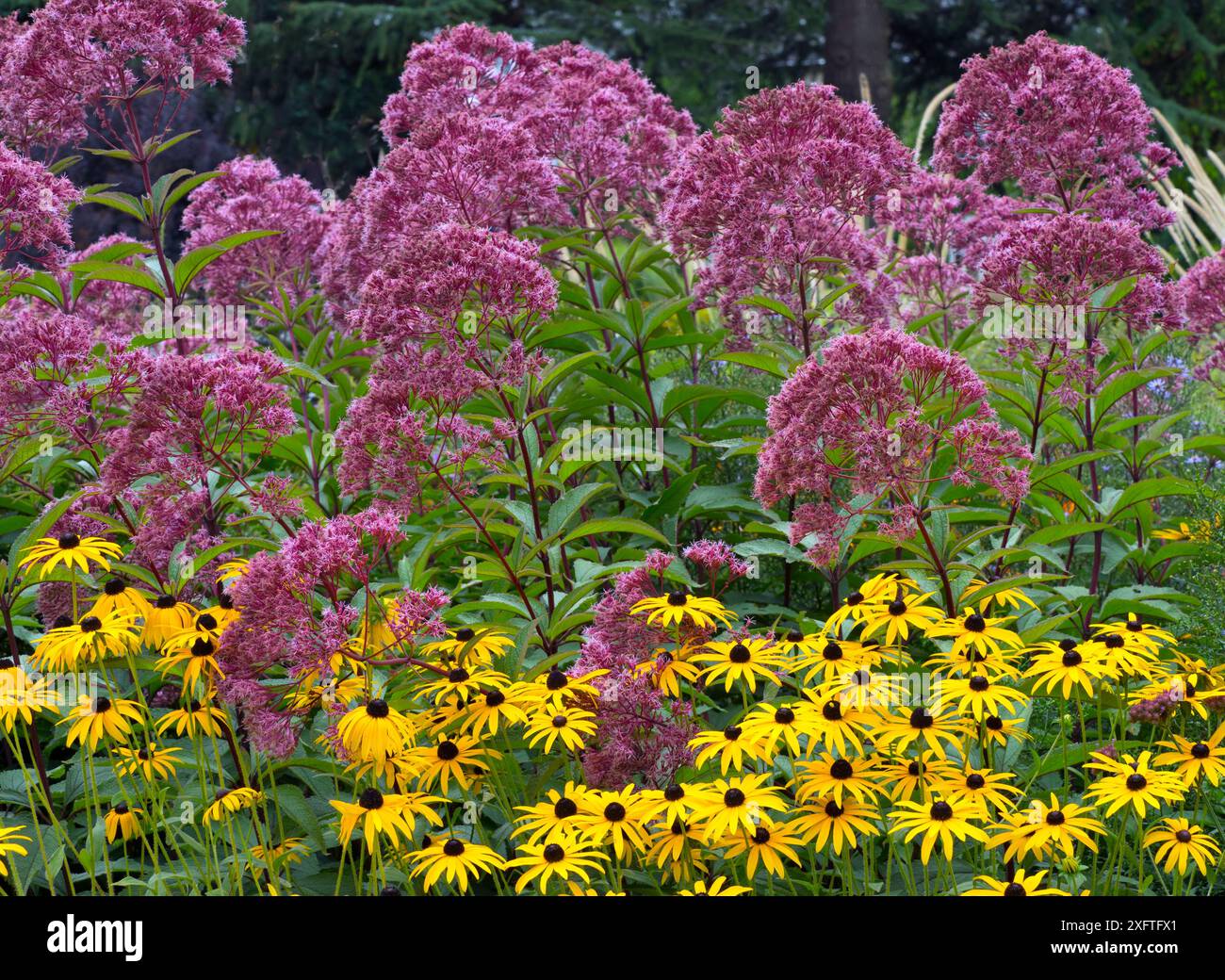 Joe Pyes Weed (Eupatorium maculatum) et Rudbeckia &#39;Gold sturm&#39 ; en bordure de jardin Banque D'Images