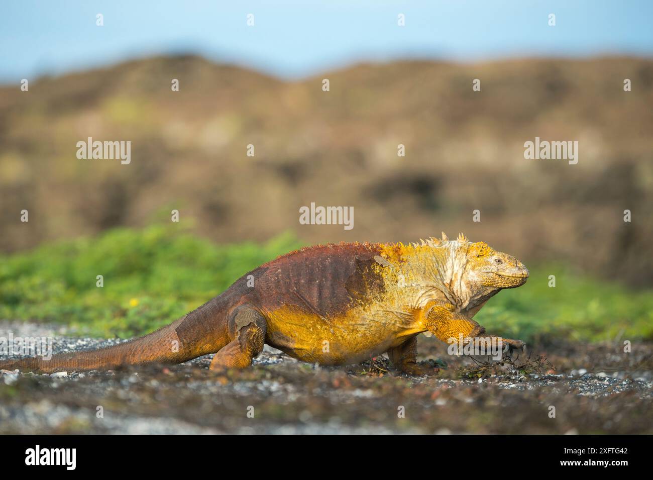 Iguane terrestre des Galapagos (Colonophhus subcristatus), île Seymour, Galapagos Banque D'Images