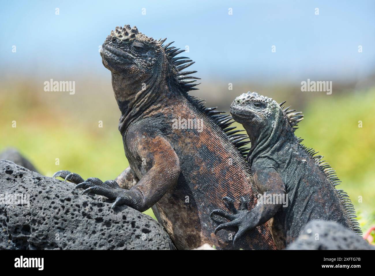 Iguanes marins (Amblyrhynchus cristatus) reposant sur des rochers, île Floreana, Galapagos Banque D'Images