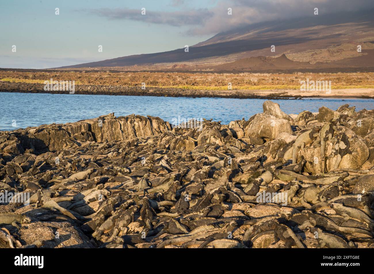 Iguane marin (Amblyrhynchus cristatus), cap Douglas, île Fernandina, Galapagos Banque D'Images