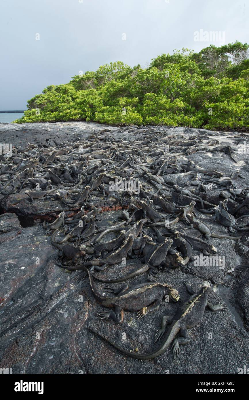 Groupe d'iguanes marins (Amblyrhynchus cristatus) reposant sur la côte, Punta Espinosa, île Fernandina, Galapagos Banque D'Images