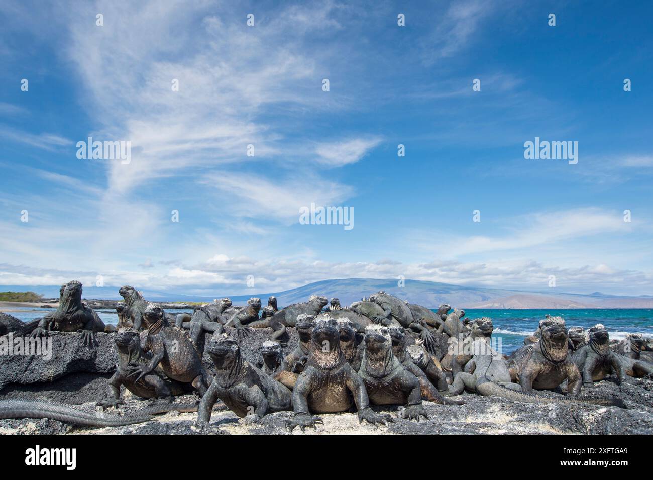 Iguane marin (Amblyrhynchus cristatus), Punta Espinosa, Fernandina Island, Galapagos Banque D'Images