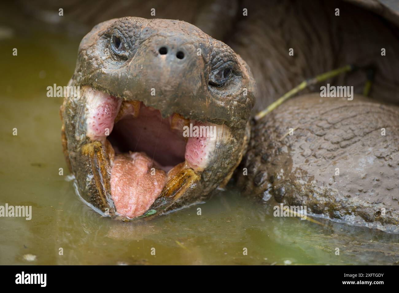 Tortue géante occidentale de Santa Cruz (Chelonoidis porteri) avec bouche ouverte dans l'eau, Highlands, île de Santa Cruz, Galapagos Banque D'Images