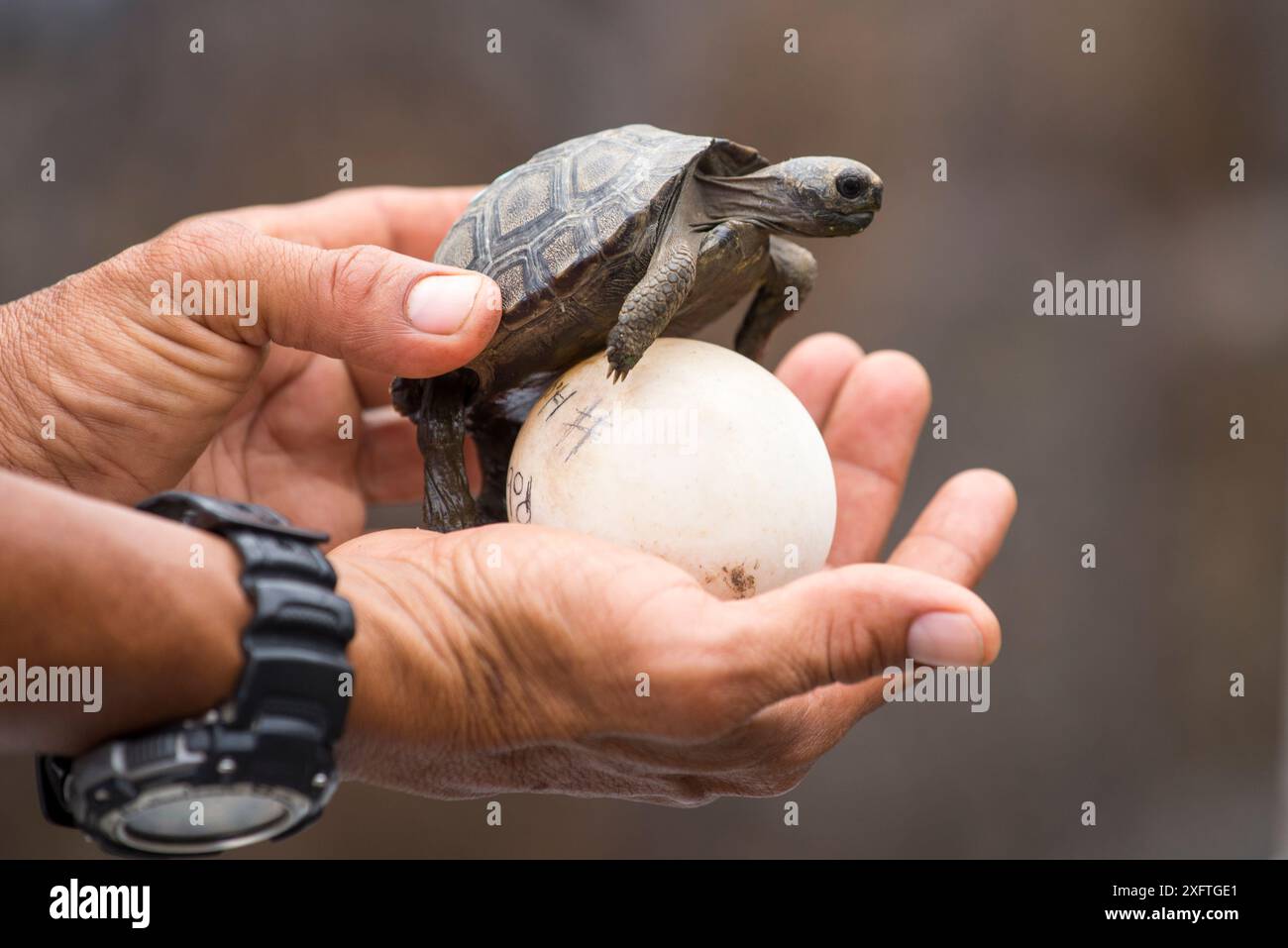 Tortue géante occidentale de Santa Cruz (Chelonoidis porteri) éclosant dans la main humaine avec un œuf, Highlands, île de Santa Cruz, Galapagos Banque D'Images