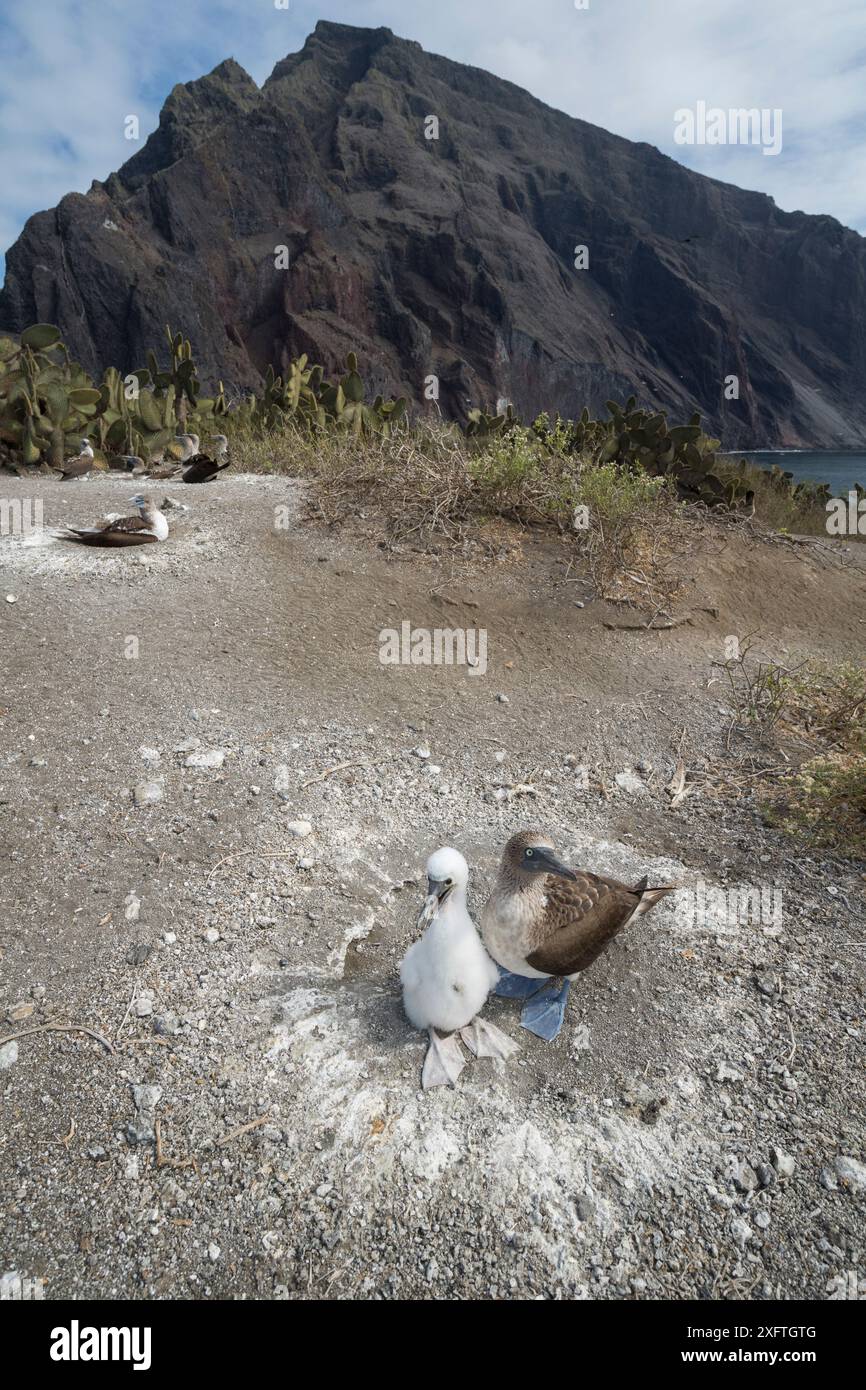 Butin aux pieds bleus (Sula nebouxii) avec poussin au nid, sur la côte. Punta Vicente Roca, île Isabela, Galapagos. Décembre 2016. Banque D'Images