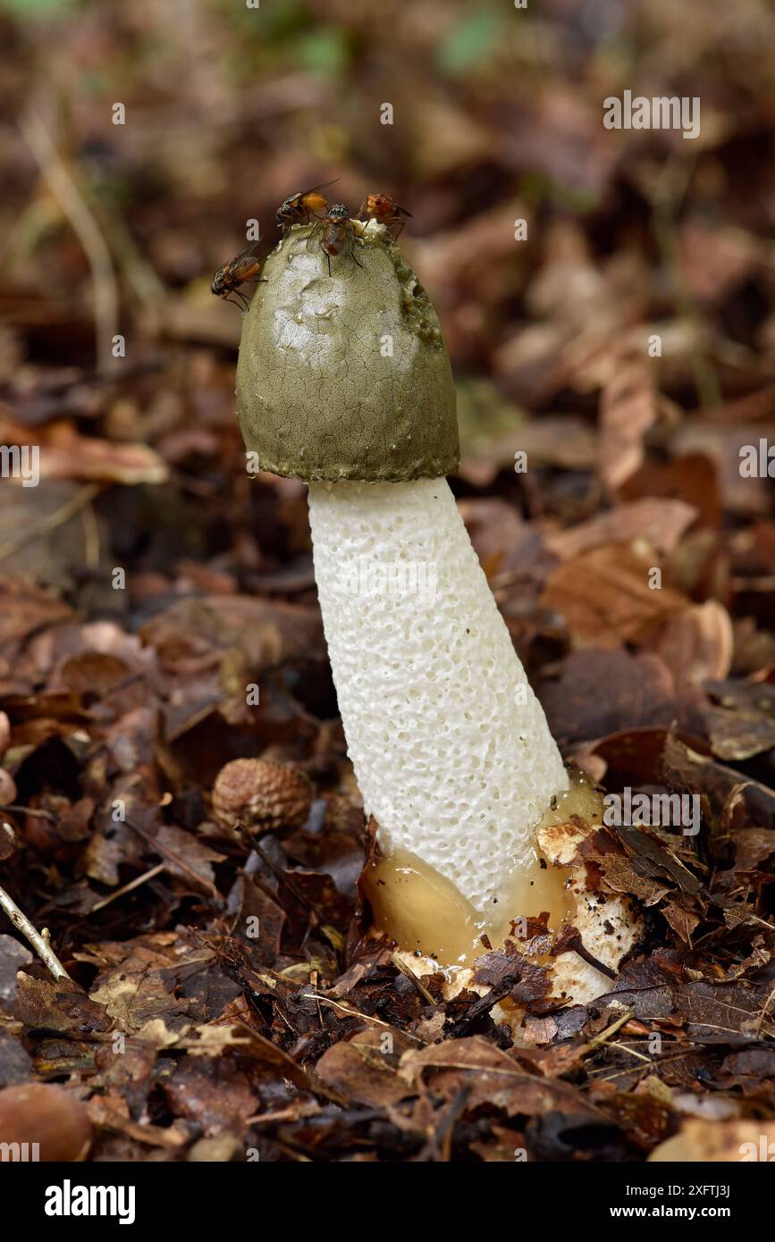 Champignon Stinkhorn (Phallus impudicus) avec mouches sur la calotte, Buckinghamshire, Angleterre, Royaume-Uni, septembre - foyer empilé Banque D'Images