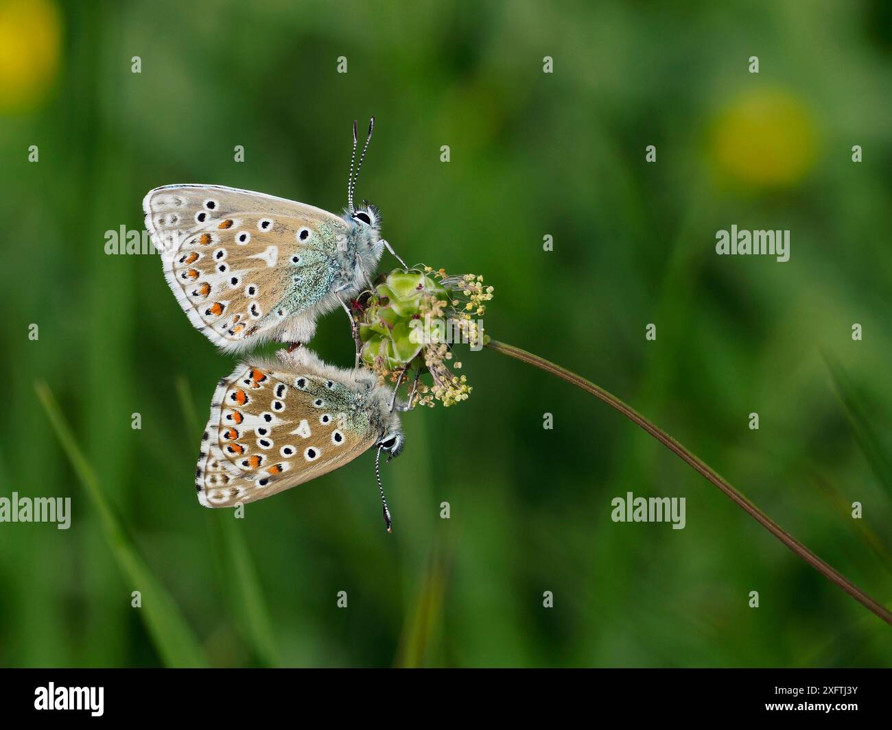 Couple d'accouplement bleu d'Adonis (Polyommatus bellargus), Sussex de l'est, Angleterre, Royaume-Uni, mai Banque D'Images