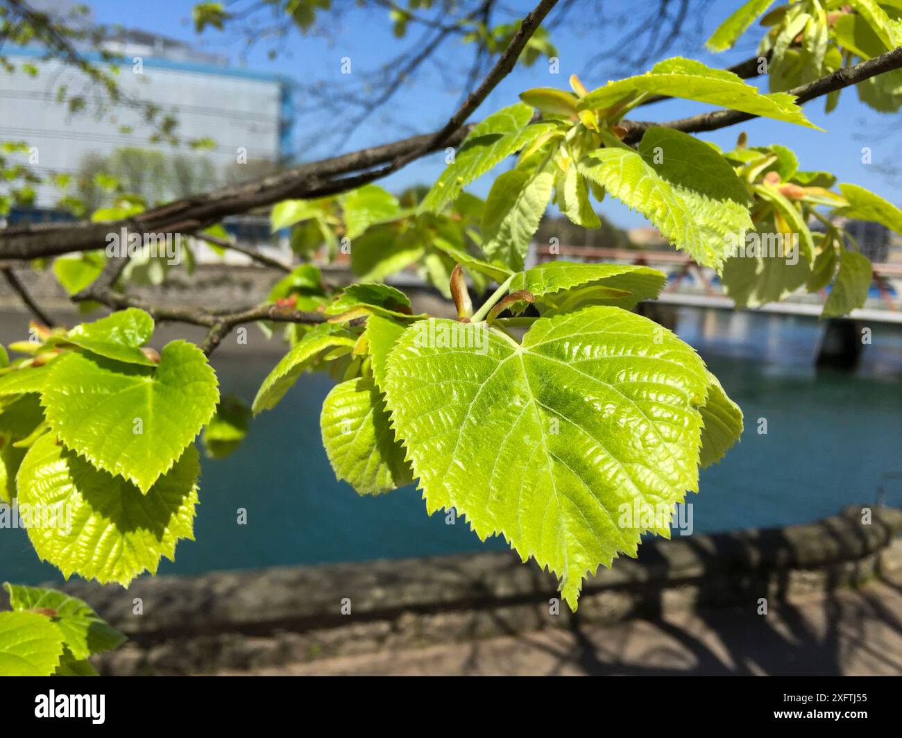 Feuilles d'arbre nouveau-né, Donostia, Saint-Sébastien, Gipuzkoa, pays Basque, Espagne Banque D'Images