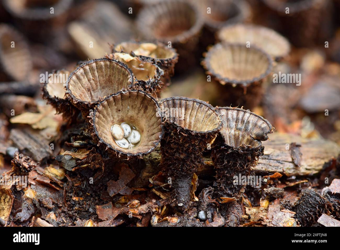 Nid d'oiseau cannelé&#39;s (Cyathus striatus) champignon unusal avec de petits nids en forme de coupe qui lorsqu'ils sont ouverts contiennent des péridioles qui ressemblent à de minuscules œufs, Buckinghamshire, Angleterre, Royaume-Uni, octobre - image empilée Banque D'Images