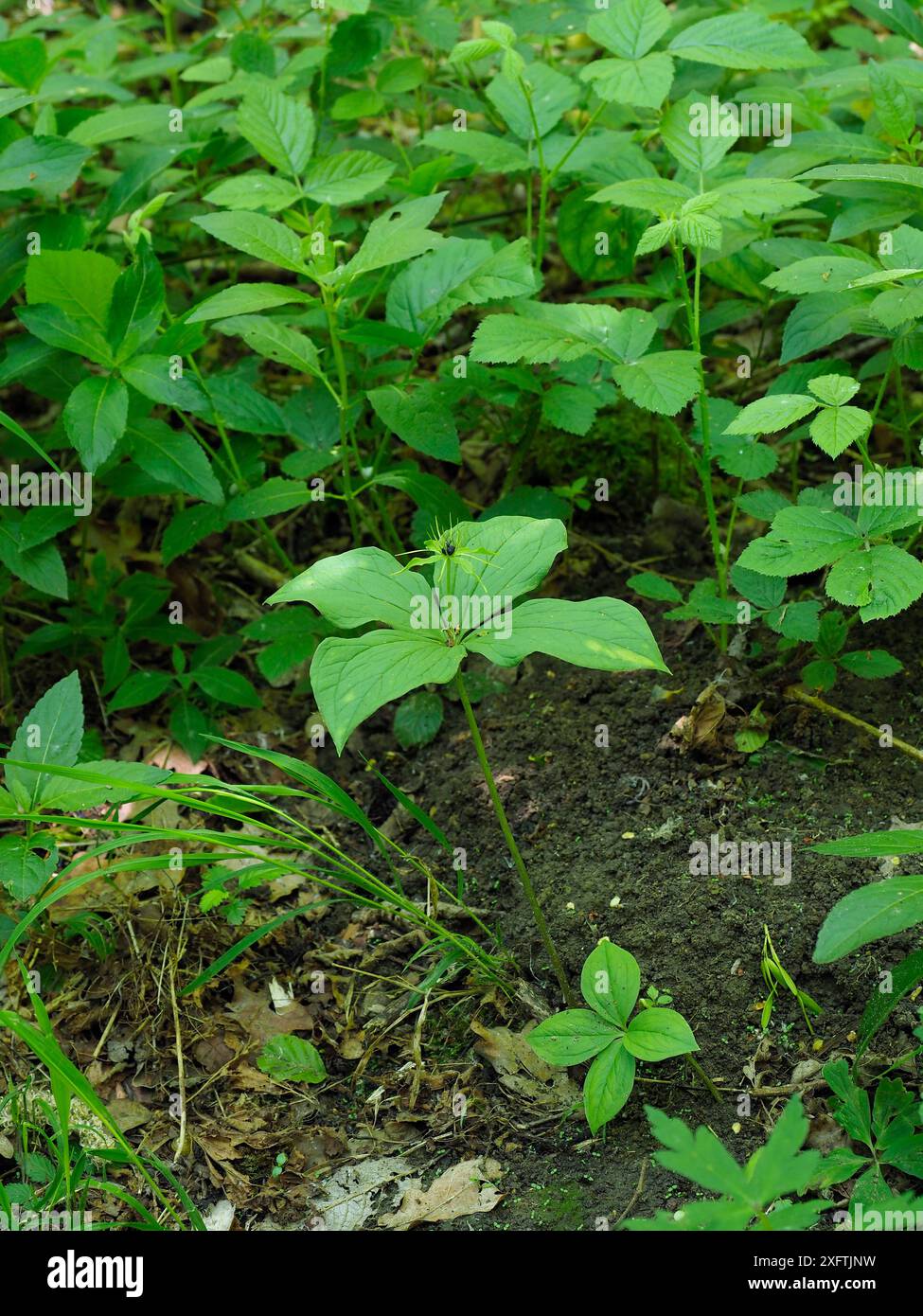 Herb paris (Paris quadrifolia) plante cultivant parmi d'autres plantes forestières espèces indicatrices de forêts anciennes, Suffolk, Angleterre, Royaume-Uni, mai Banque D'Images