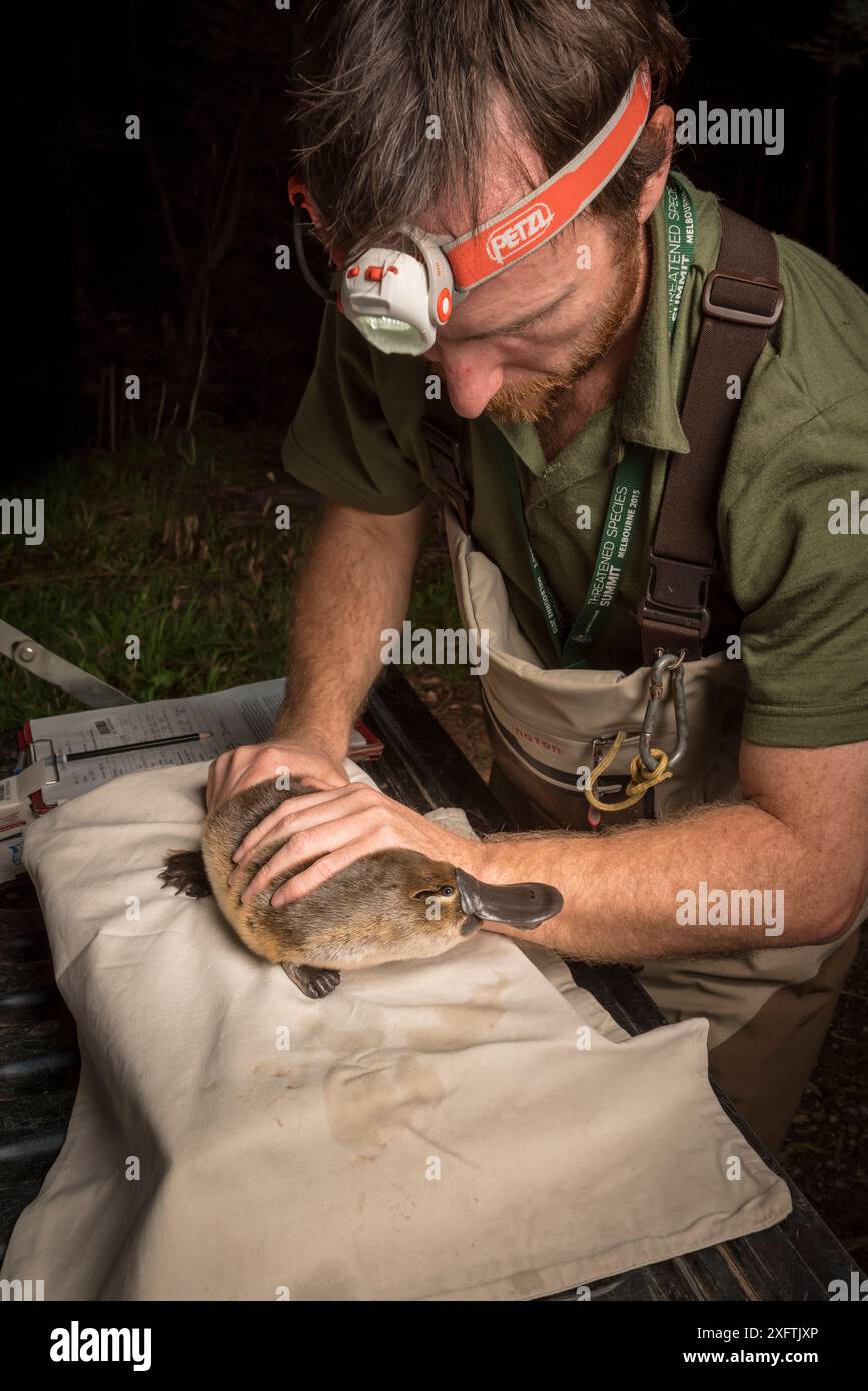 Des chercheurs d'ornithorynques détenant un ornithorhynchus anatinus capturé dans le cadre d'une étude sur l'eau de Melbourne pour surveiller la population locale. Chum Creek, Healsville, Victoria, Australie. Mai 2017. Autorisation du modèle. Banque D'Images