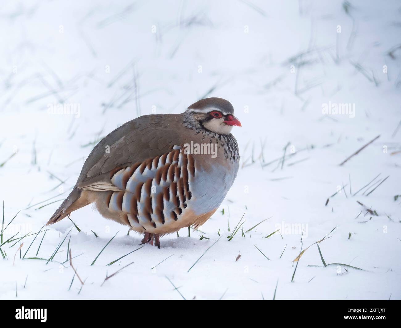 Perdrix à pattes rouges (Alectoris rufa) dans la neige, Hertfordshire, Angleterre, Royaume-Uni, décembre Banque D'Images