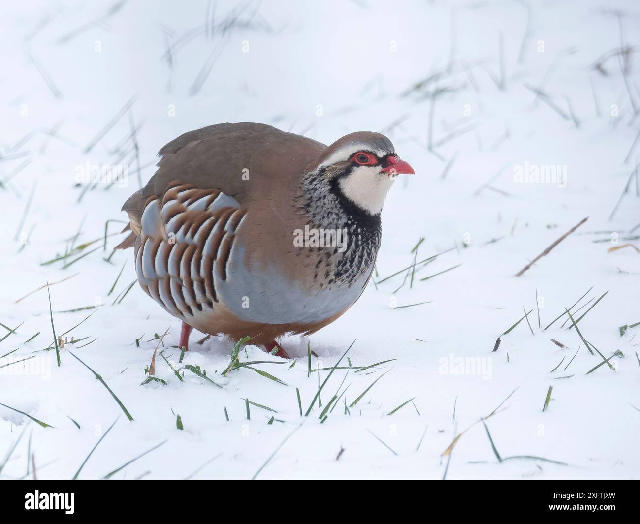 Perdrix à pattes rouges (Alectoris rufa) dans la neige, Hertfordshire, Angleterre, Royaume-Uni, décembre Banque D'Images
