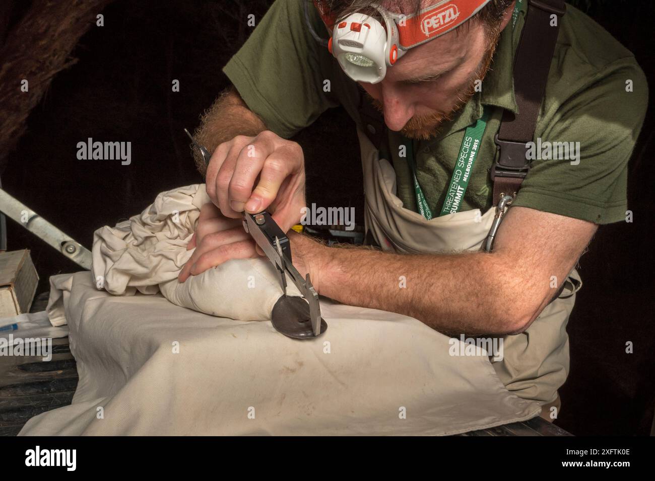 Des chercheurs d'ornithorynques ont mesuré la longueur du bec d'un ornithorhynchus anatinus capturé dans le cadre d'une étude sur l'eau de Melbourne pour surveiller la population locale. Chum Creek, Healsville, Victoria, Australie. Mai 2017. Autorisation du modèle. Banque D'Images