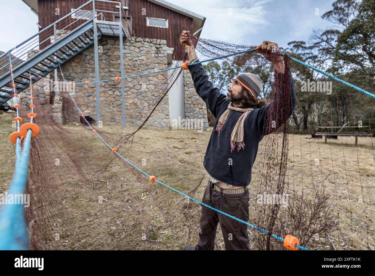 Ornithorhynchus anatinus, chercheur en ornithorhynchus, nettoyant et démêlant les filets maillants. Station Rangers, Thredbo, Nouvelle-Galles du Sud, Australie Banque D'Images