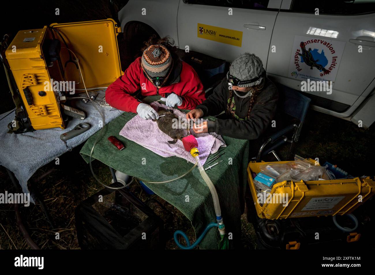 Deux chercheurs examinent un ornithorhynchus anatinus anesthésié et commencent à coller un transpondeur radio temporaire sur sa queue. Snowy River Banks, Dalgety, Nouvelle-Galles du Sud, Australie. Septembre 2017. Autorisation du modèle. Banque D'Images
