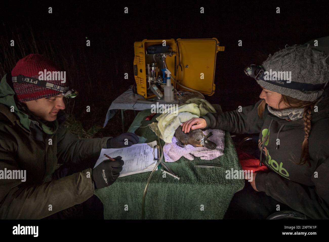 Scientifiques avec Platypus anesthésié (Ornithorhynchus anatinus) au cours de recherches scientifiquesModel libéré. Snowy River Banks, Dalgety, Nouvelle-Galles du Sud, Australie. Septembre 2017. Autorisation du modèle. Banque D'Images