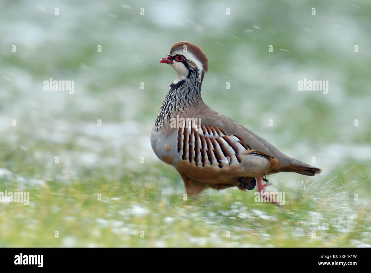 Perdrix à pattes rouges (Alectoris rufa) courant pendant la pluie de neige, Hertfordshire, Angleterre, Royaume-Uni, février Banque D'Images