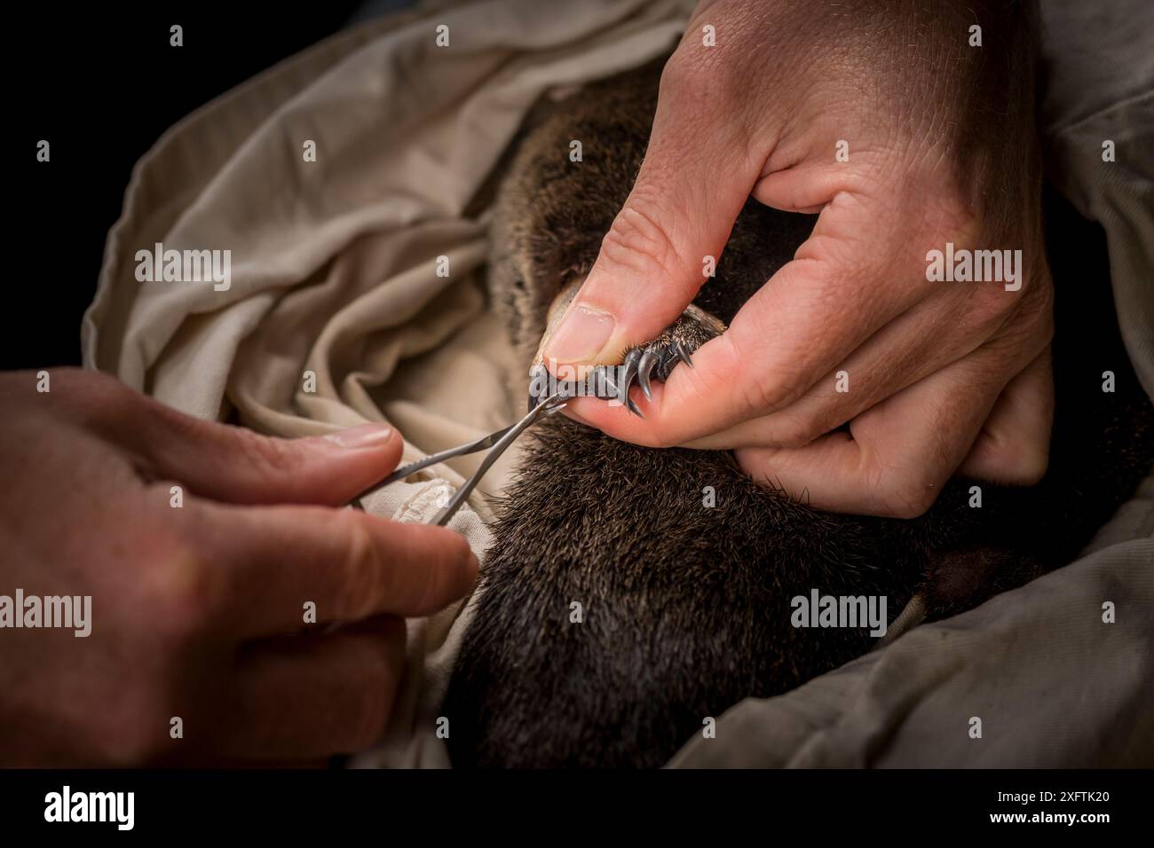 Ornithorhynchus les chercheurs prélevant un petit échantillon de peau proviennent de la sangle entre les orteils d'un ornithorhynchus anatinus. Chum Creek, Healsville, Victoria, Australie. Mai 2017. Autorisation du modèle. Banque D'Images