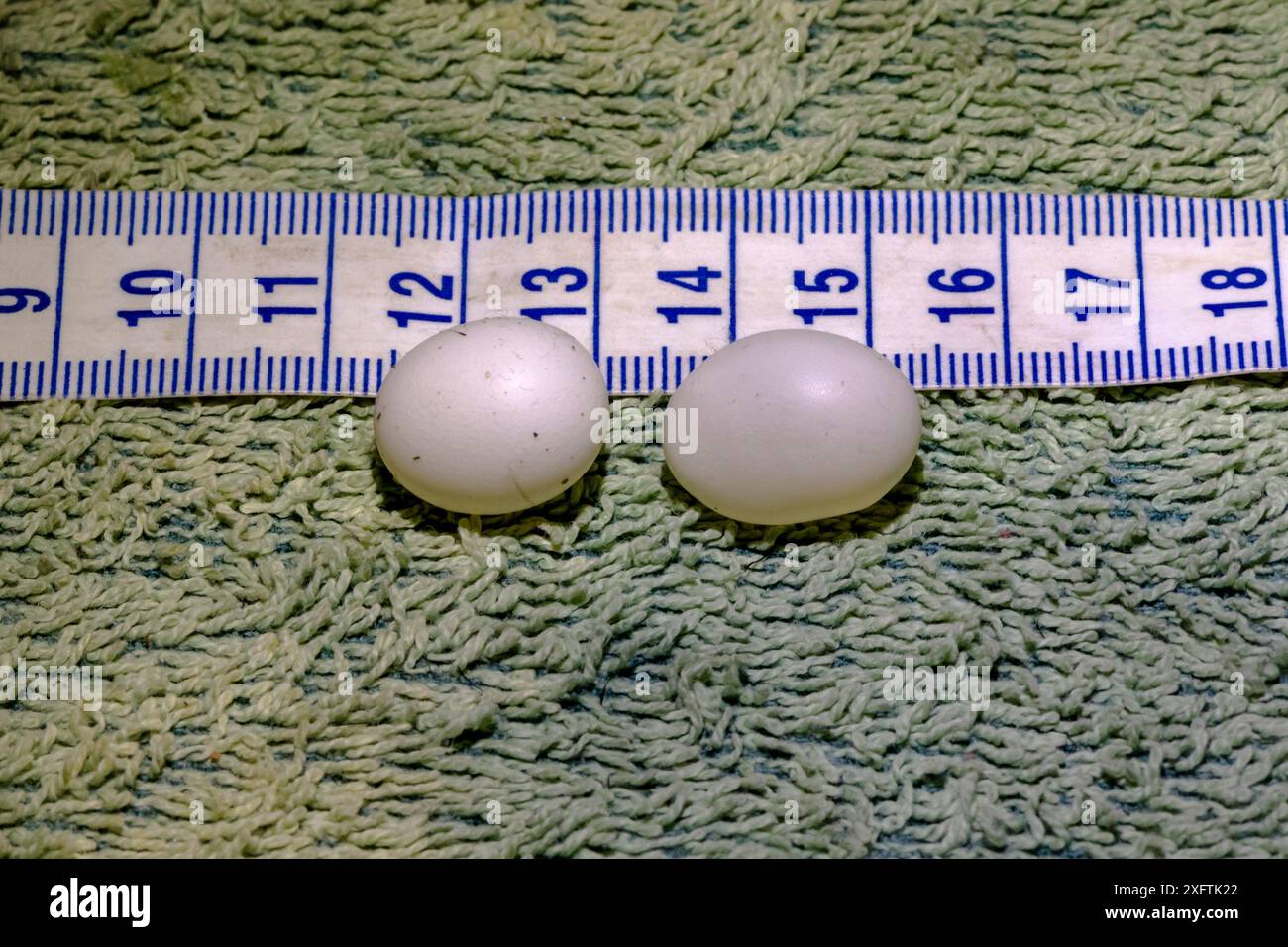 Deux œufs d'ornithorhynchus anatinus découverts sur le terrain par des chercheurs lors de l'étude des impacts des processus menaçants. Snowy River, Dalgety, Nouvelle-Galles du Sud, Australie. Septembre 2018. Banque D'Images