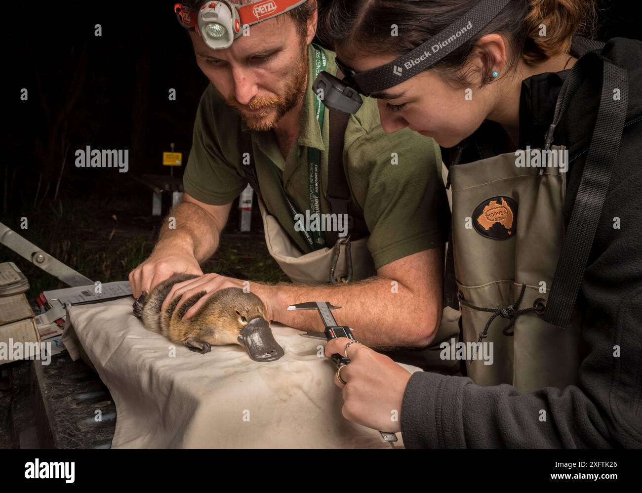 Les chercheurs en ornithorhynchus tiennent un ornithorhynchus anatinus et mesurent la longueur du bec. Il a été capturé dans le cadre d'une étude de l'eau de Melbourne pour surveiller la population locale. Chum Creek, Healsville, Victoria, Australie. Mai 2017. Autorisation du modèle. Banque D'Images