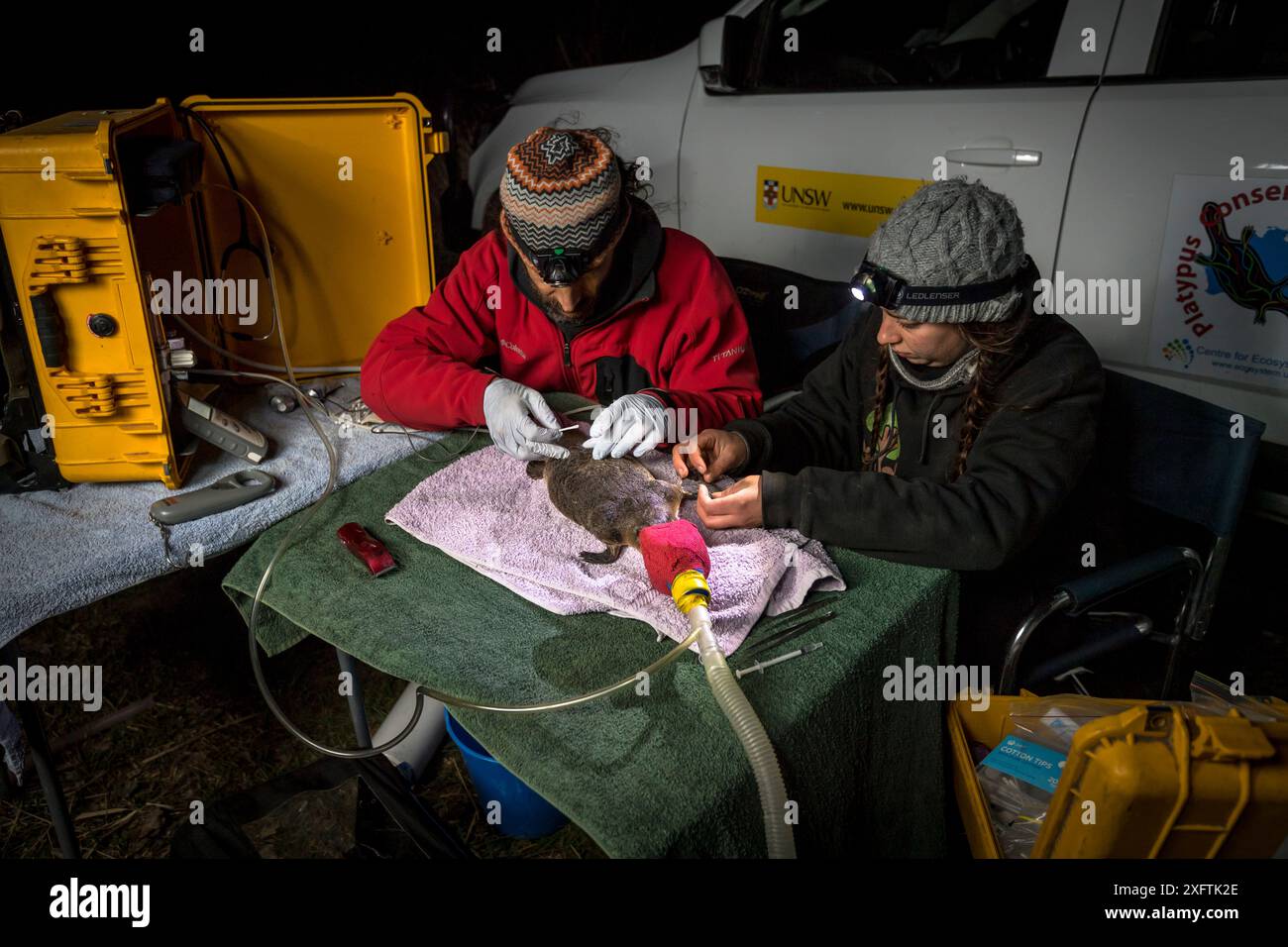 Deux chercheurs examinent un ornithorhynchus anatinus anesthésié et commencent à coller un transpondeur radio temporaire sur sa queue, permettant aux chercheurs de suivre ses mouvements. Snowy River Banks, Dalgety, Nouvelle-Galles du Sud, Australie. Septembre 2017. Autorisation du modèle. Banque D'Images