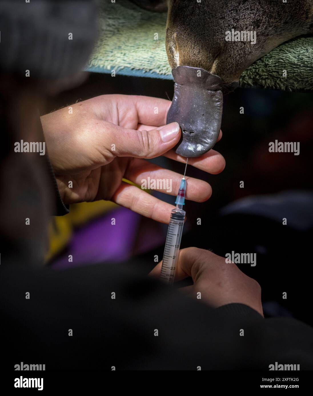Le sang est prélevé sur le bec d'un ornithorhynchus anatinus anesthésié Snowy River, Dalgety, Nouvelle-Galles du Sud, Australie. Septembre 2017 autorisation du modèle fournie. Banque D'Images